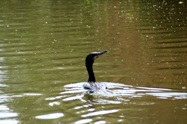 Kormoran